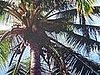 Coco palms = food